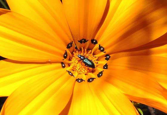 Flower (c) Martha Anderson